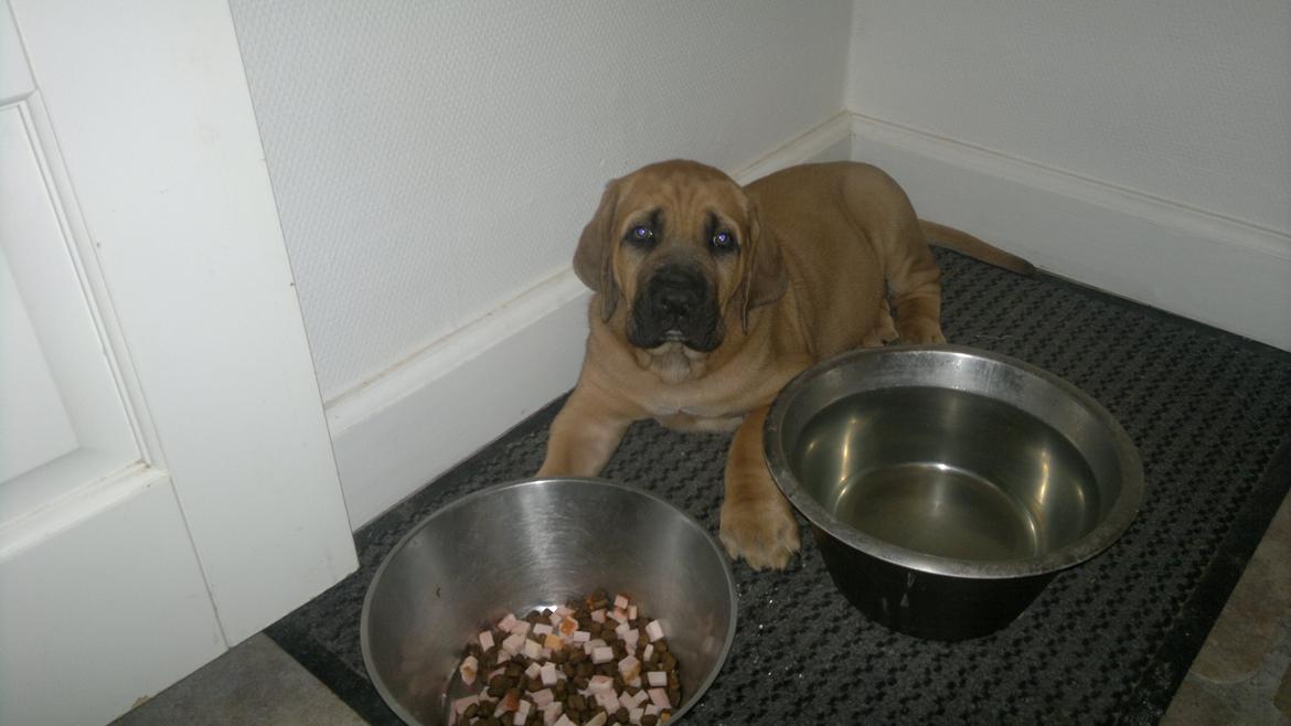 Blanding af racer Møffe - Ingen grund til at gå væk fra maden. billede 5