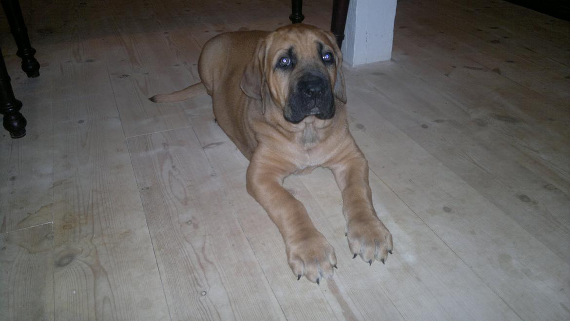 Blanding af racer Møffe - Knap 7 uger. billede 6