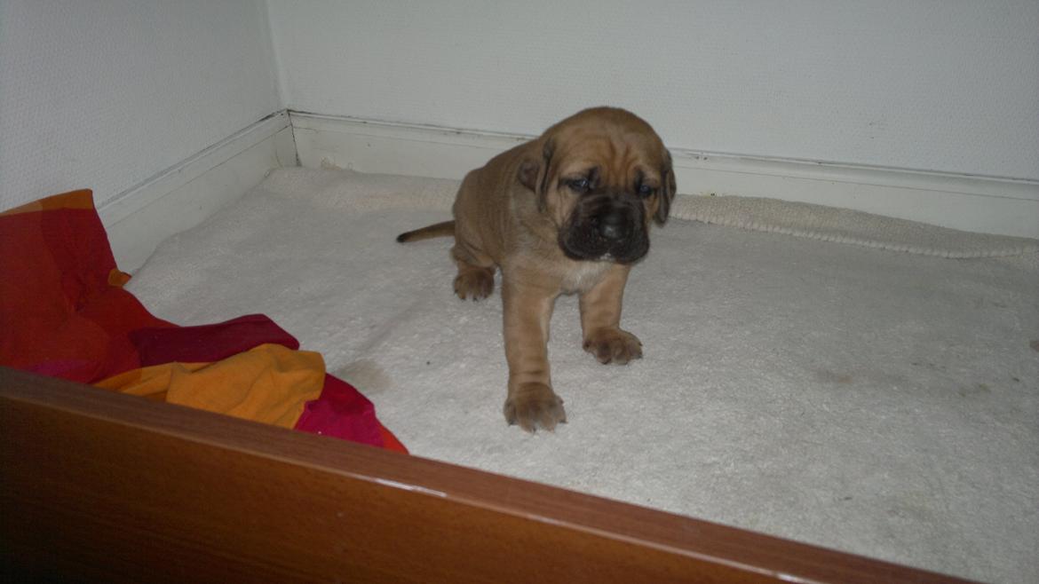 Blanding af racer Møffe - 2 uger ung ca. billede 7