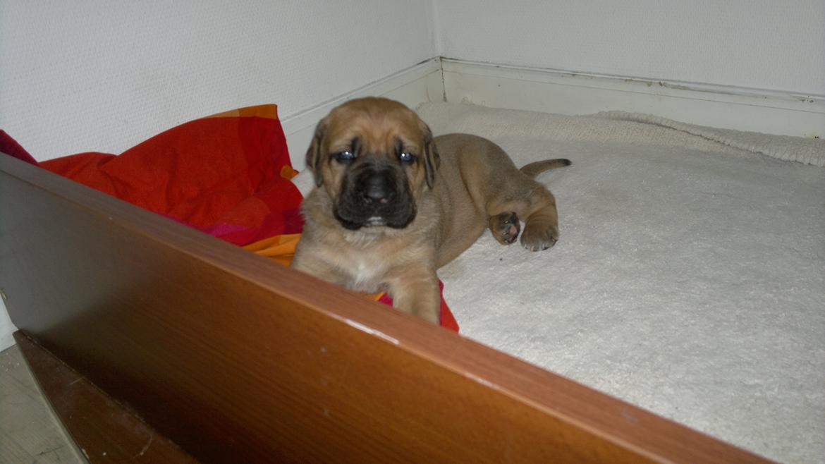 Blanding af racer Møffe billede 8