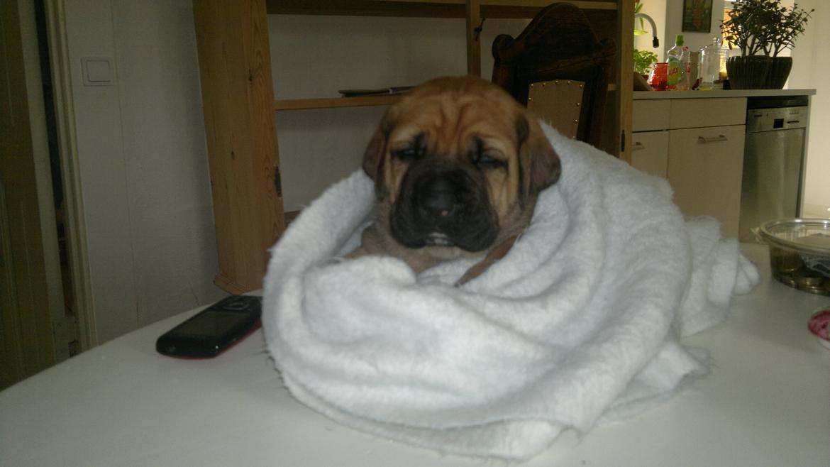 Blanding af racer Møffe - 3 uger. billede 9