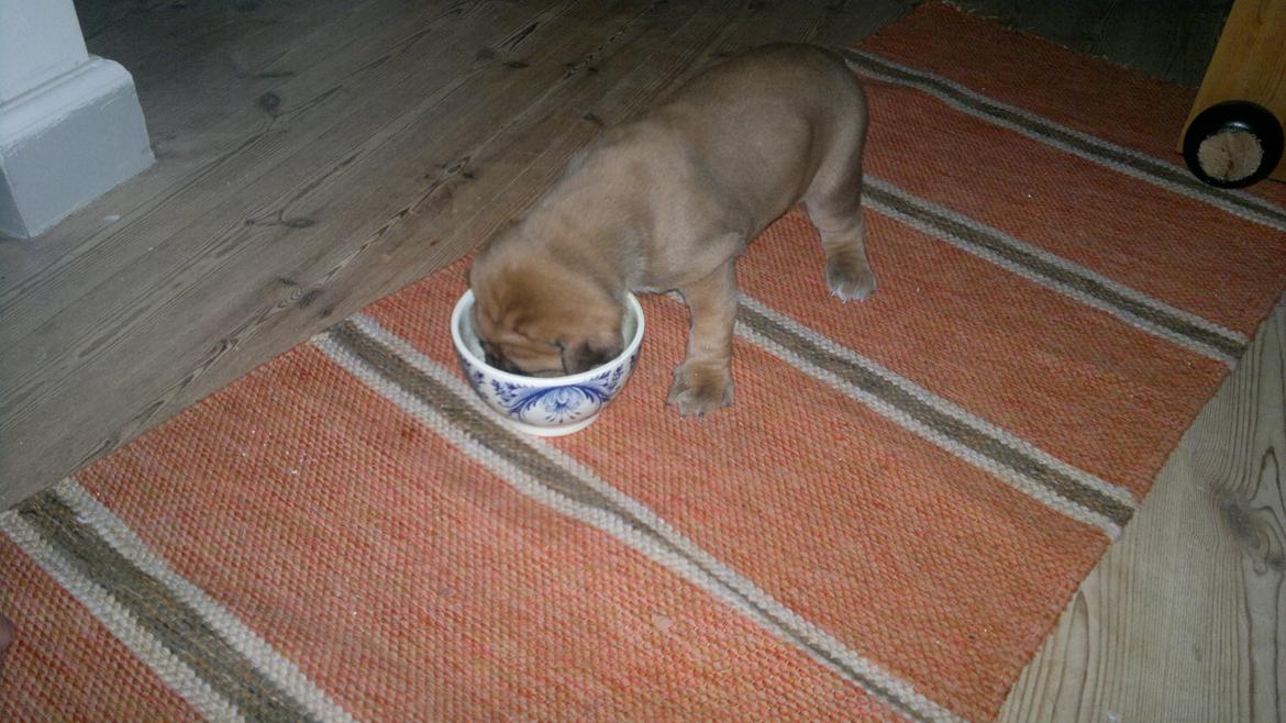 Blanding af racer Møffe - Første rigtige måltid. Mumms billede 10