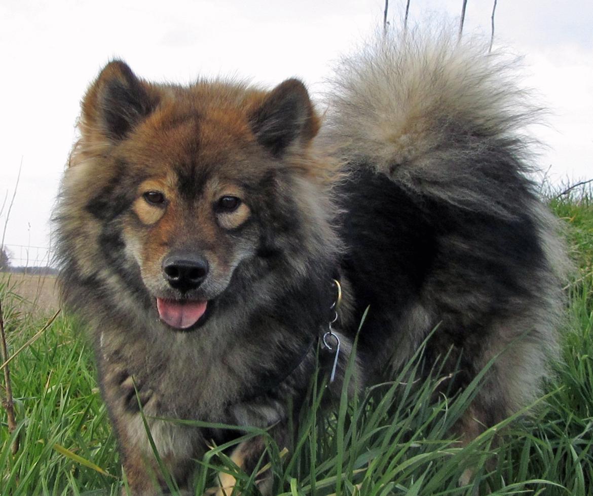 Eurasier Skovagergaards Dorthea - Forårshygge 2012 (Billedet er taget af Gitte Børgesen) billede 15