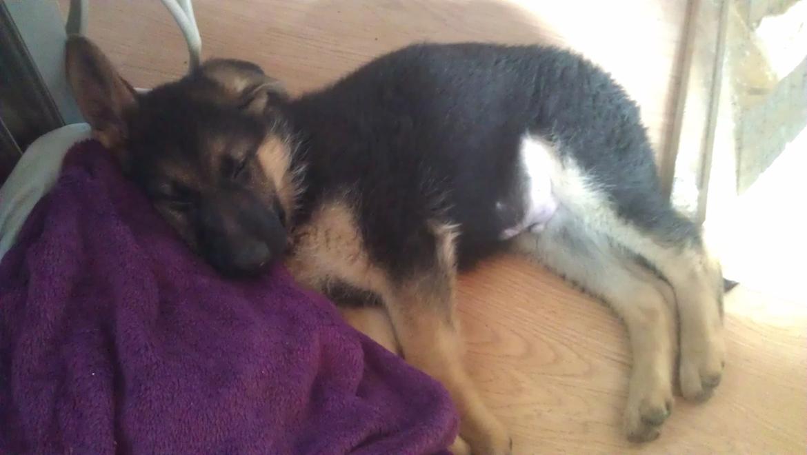 Schæferhund Elverhøj Karouso (Joey) billede 7