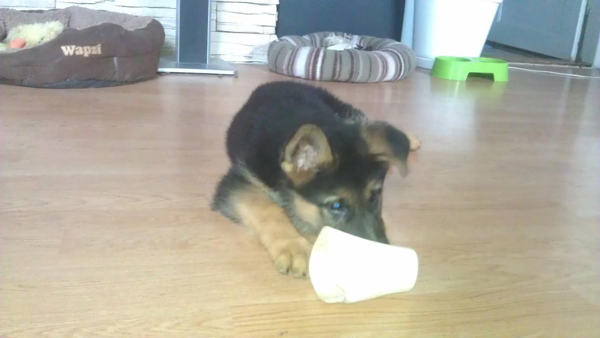 Schæferhund Elverhøj Karouso (Joey) billede 8