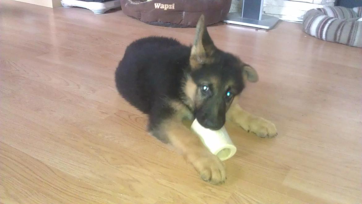 Schæferhund Elverhøj Karouso (Joey) billede 9