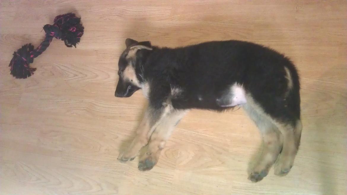 Schæferhund Elverhøj Karouso (Joey) - det er hårdt og lege hele dagen billede 10