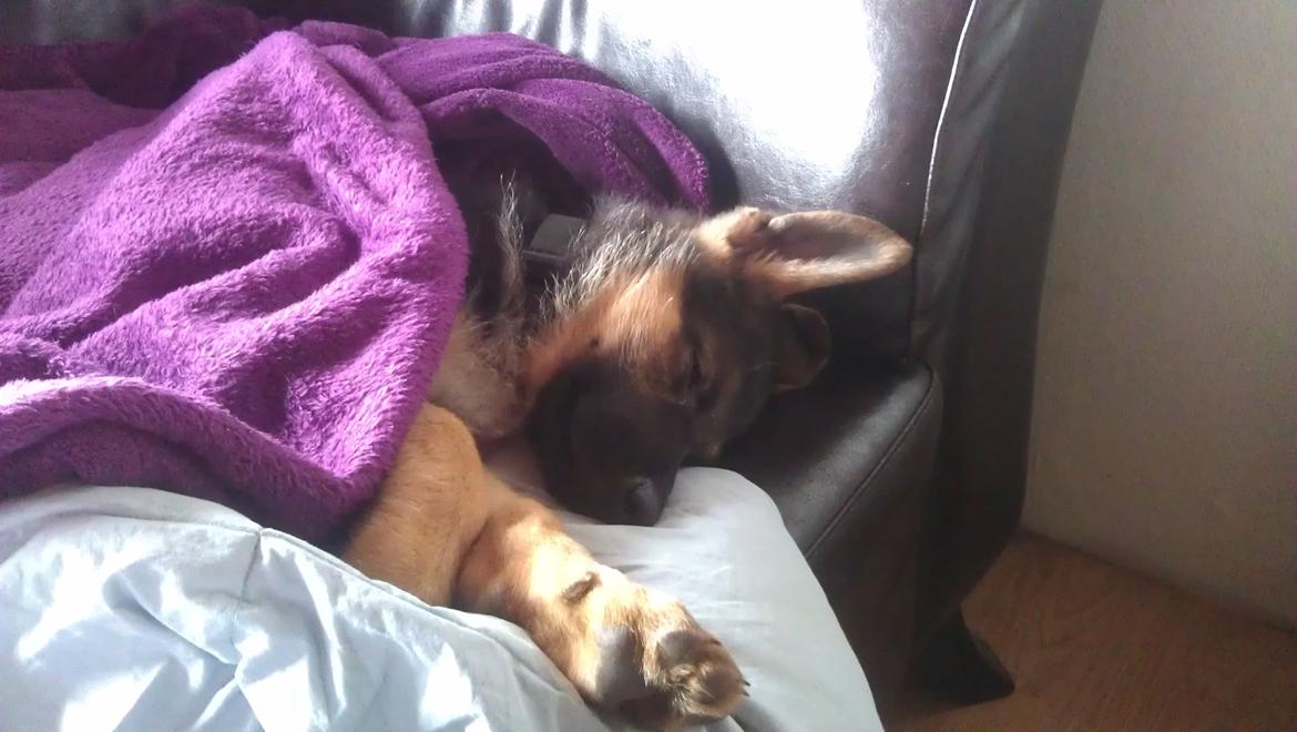 Schæferhund Elverhøj Karouso (Joey) billede 11