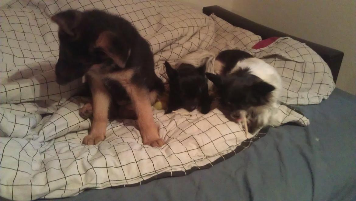 Schæferhund Elverhøj Karouso (Joey) - Joey,Bella og keld der hygger billede 12