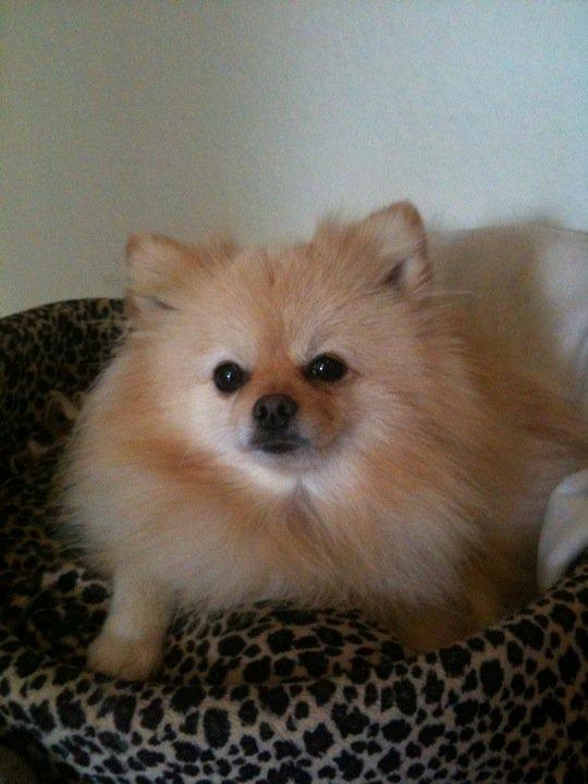 Pomeranian Rocky billede 1