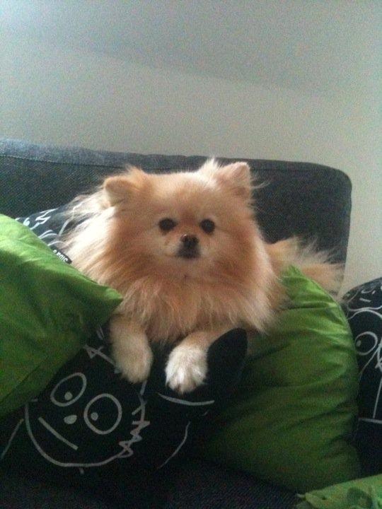 Pomeranian Rocky billede 2
