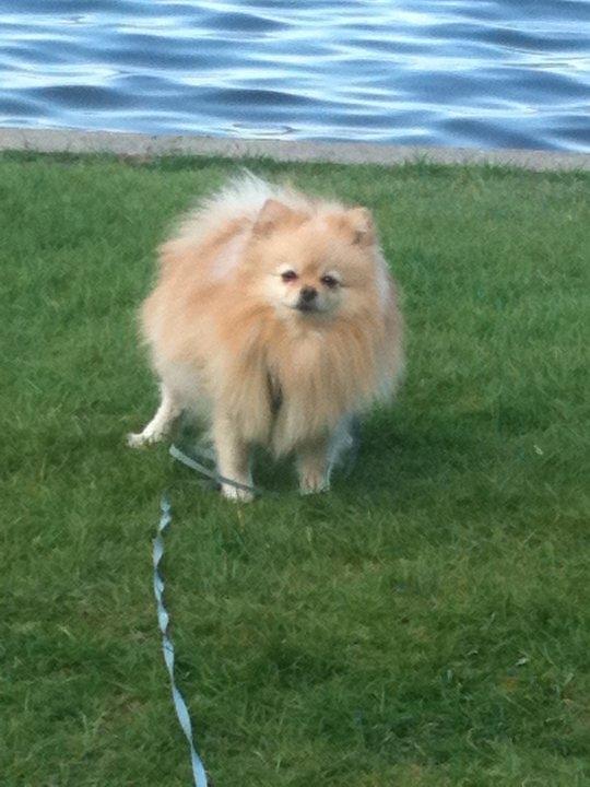 Pomeranian Rocky billede 3