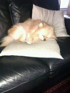 Pomeranian Rocky billede 4