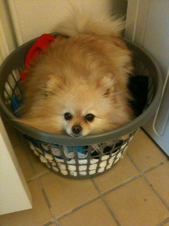 Pomeranian Rocky billede 5