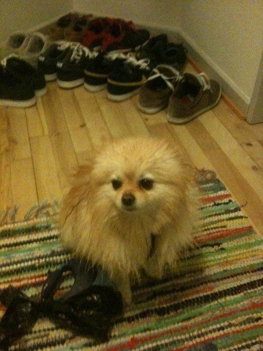 Pomeranian Rocky billede 6