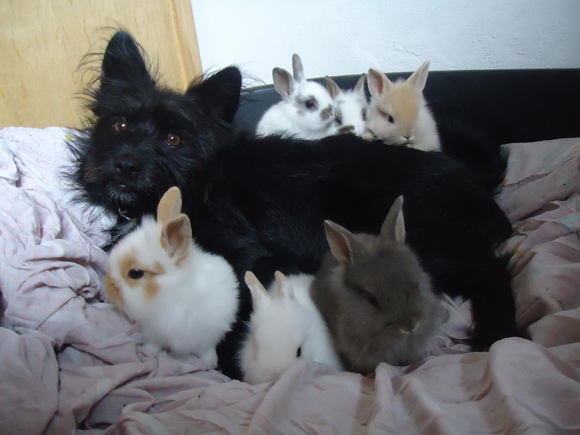 Blanding af racer Loke-emil - loke er lige barnepige på 6 kanin unger på 4 uger <3.. awwwhh.. han er bare så sød og dygtig.. så forsigtig og lader dem gøre alt hvad de vil <3 :')  billede 20
