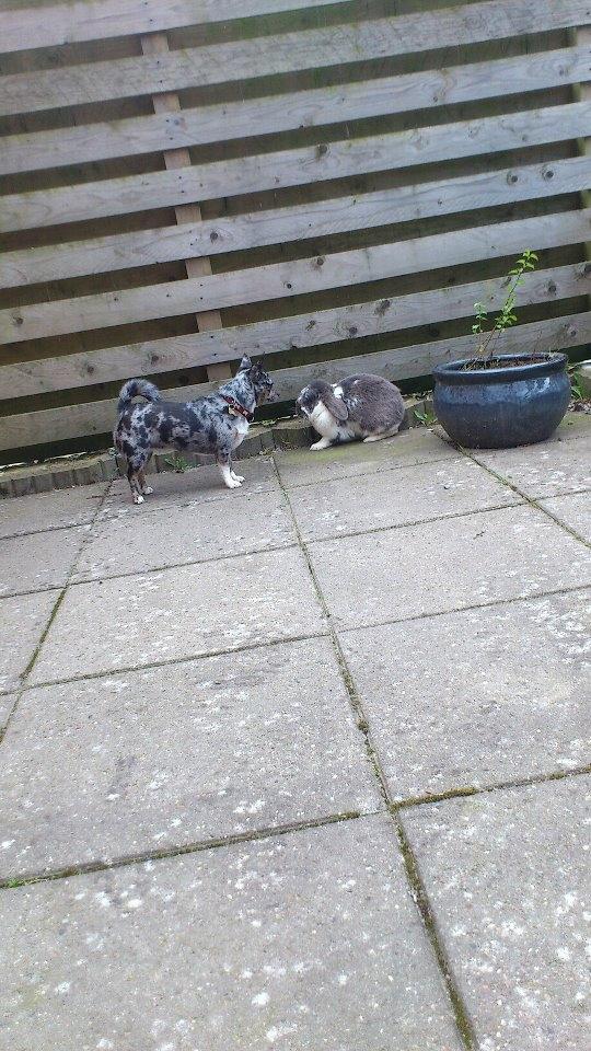 Blanding af racer Dina  (Himmelhund) - Dina og hendes gode ven Victor! billede 15