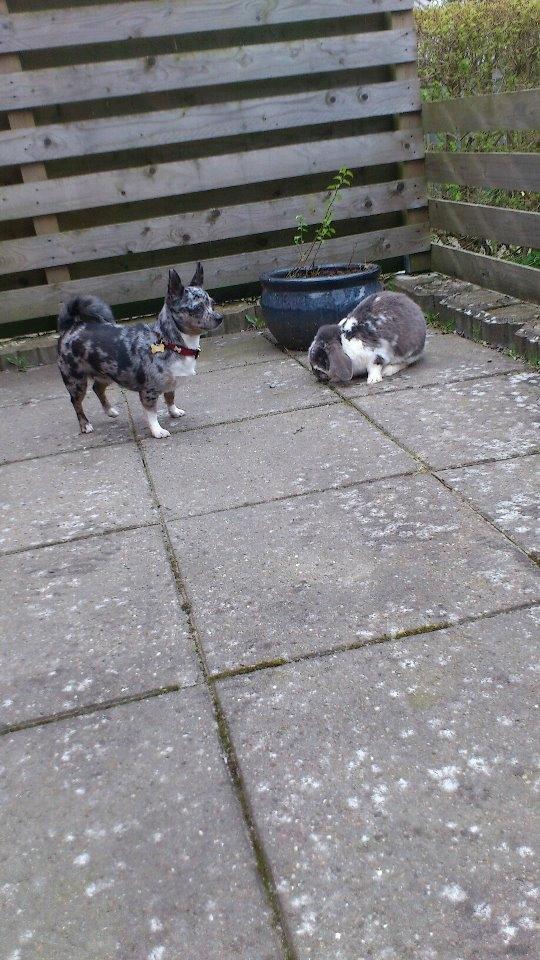 Blanding af racer Dina  (Himmelhund) - Dina passer på Victor billede 18