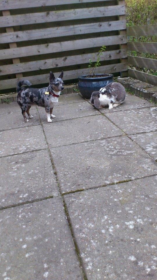 Blanding af racer Dina  (Himmelhund) - (: billede 19