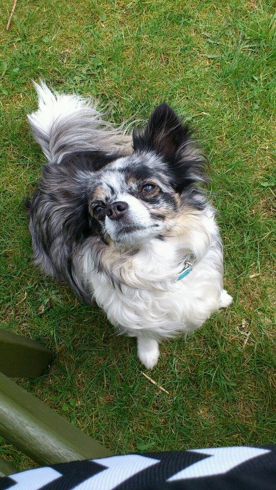 Chihuahua Dandie (Himmelhund) - Model - Dandie! <3 billede 15