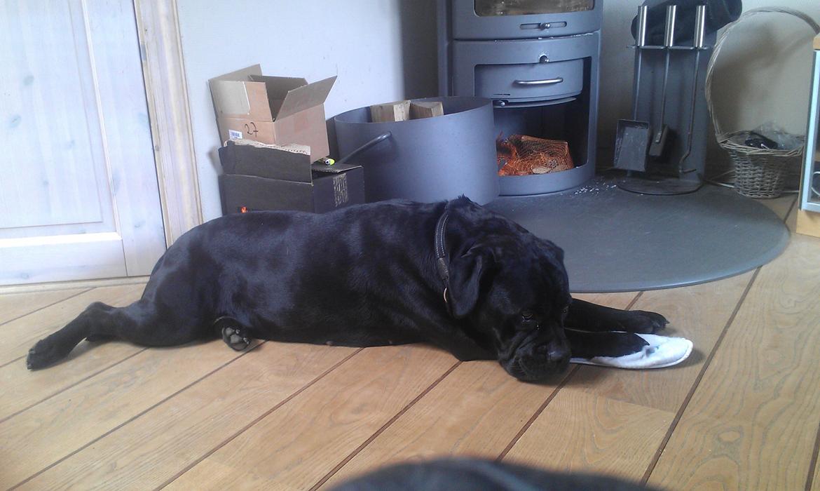 Blanding af racer Cleo - Mmm, god futsko :D billede 9