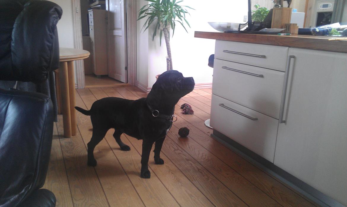 Blanding af racer Cleo billede 10