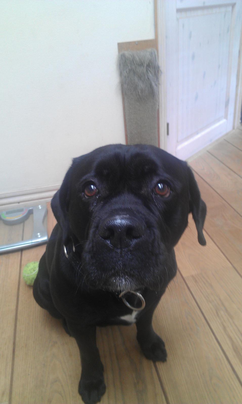 Blanding af racer Cleo - Det var ik mig!!? jeg er uskydig! billede 11