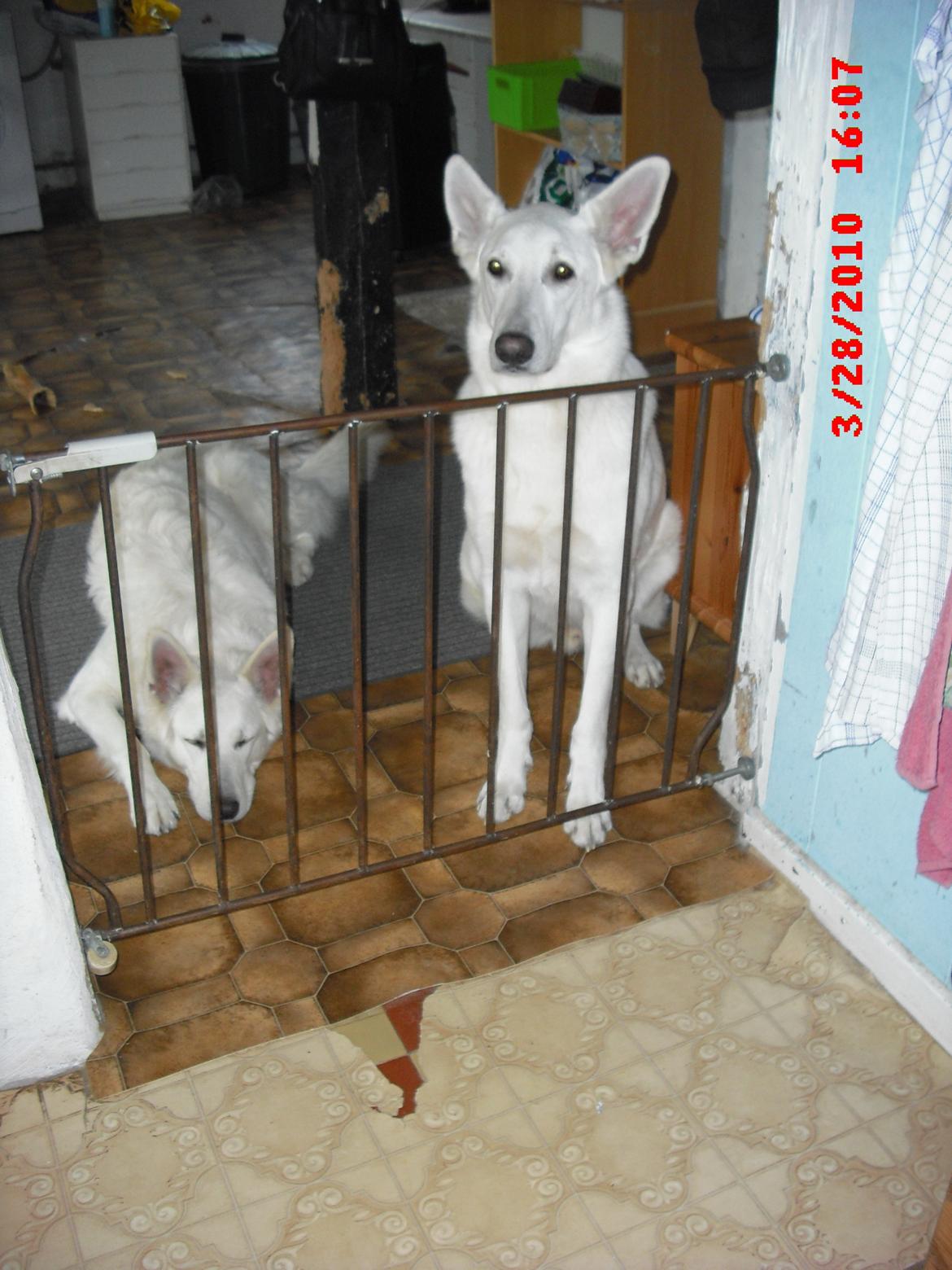 Hvid schæfer Aslan  snowboy vom smidstrup ( himmelhund) billede 13