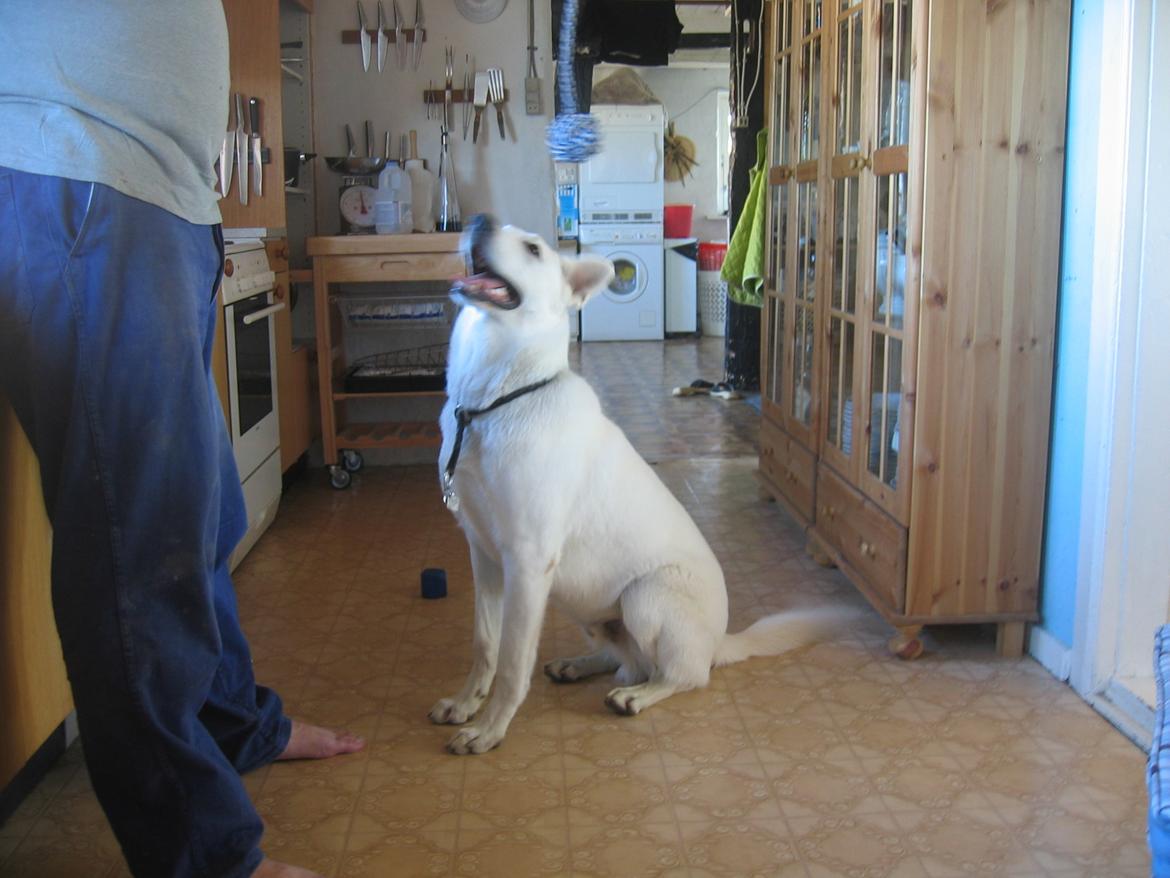 Hvid schæfer Aslan  snowboy vom smidstrup ( himmelhund) billede 14