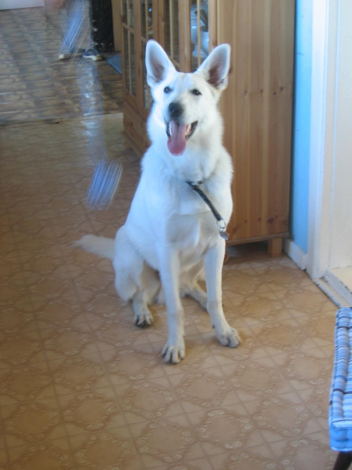 Hvid schæfer Aslan  snowboy vom smidstrup ( himmelhund) billede 2