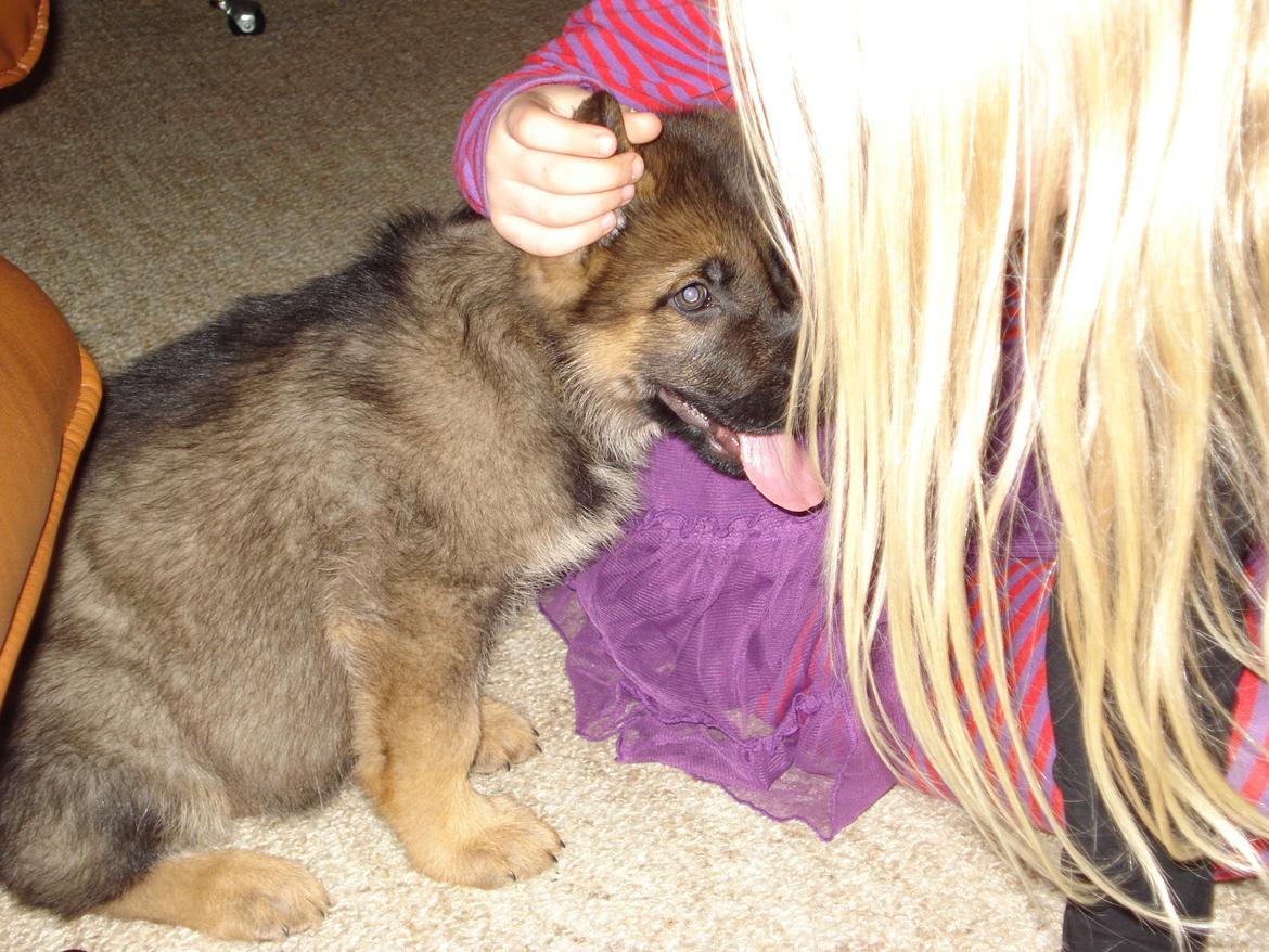 Schæferhund zako billede 9