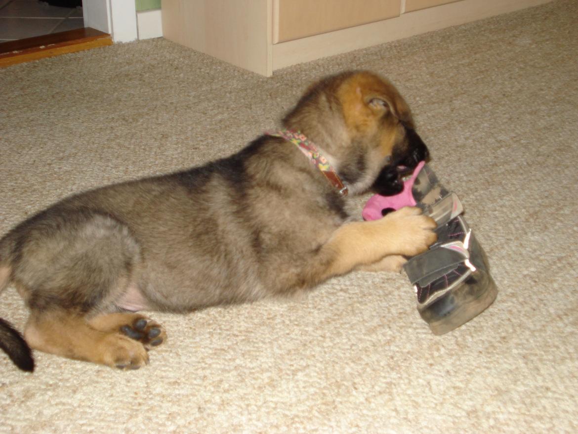 Schæferhund zako billede 10