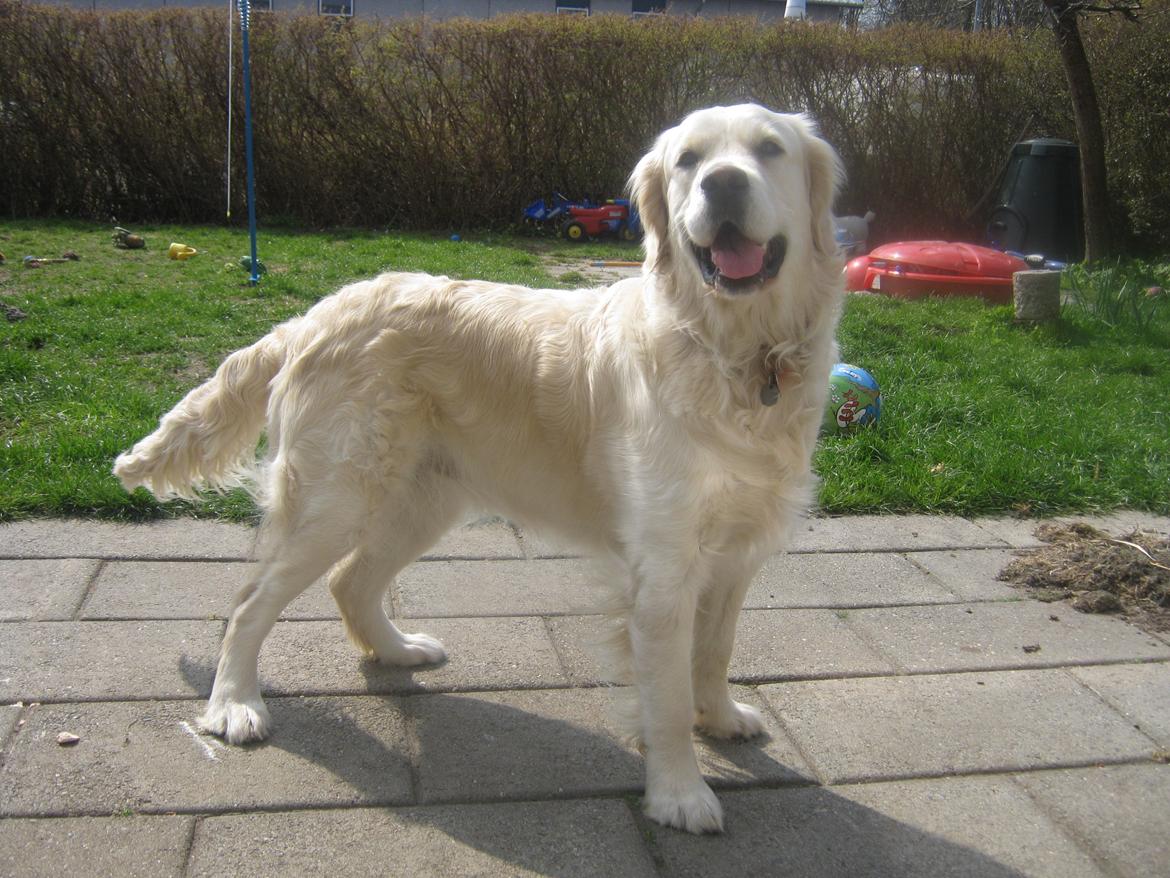 Golden retriever Penelope billede 7