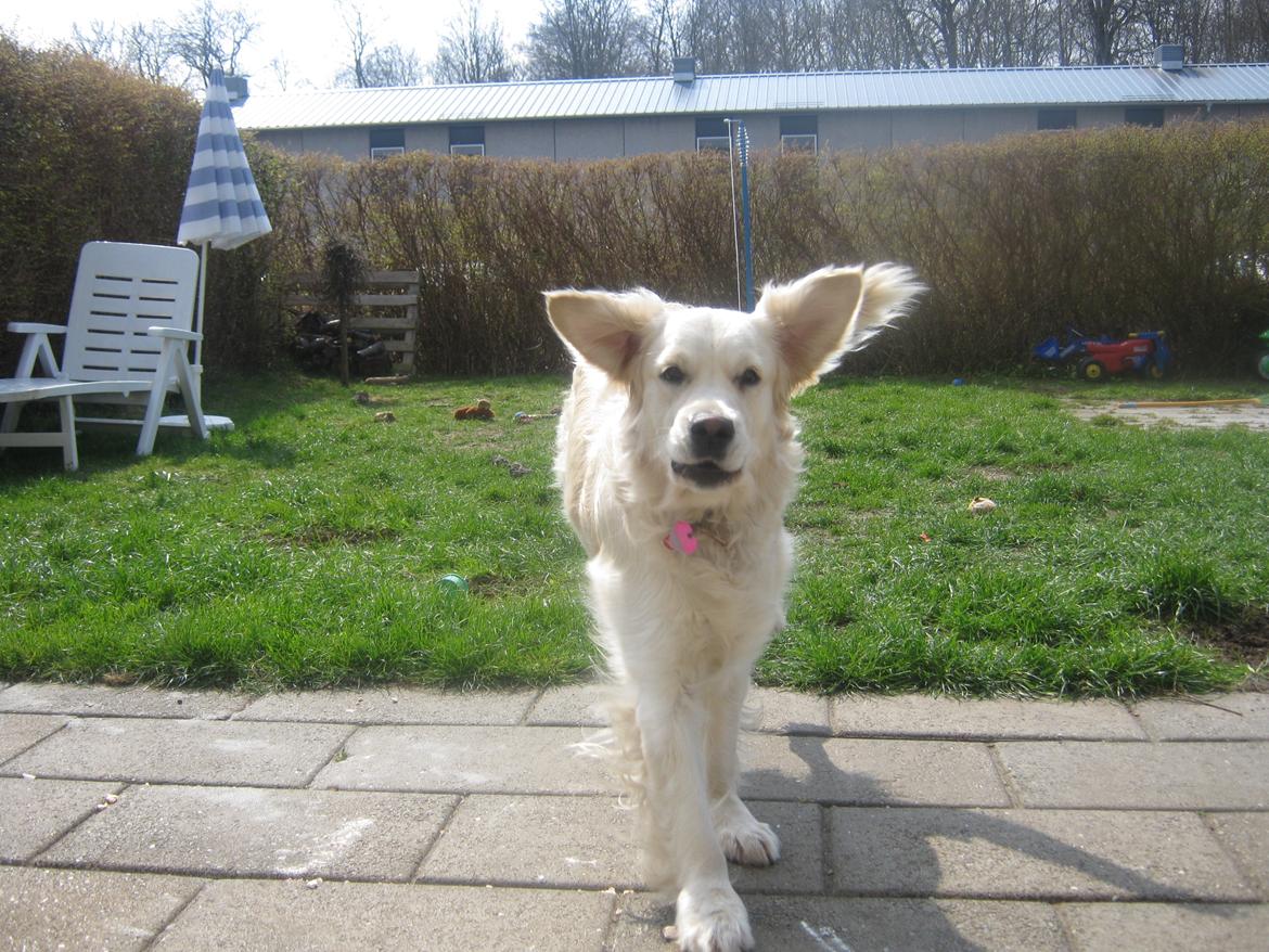 Golden retriever Penelope billede 9