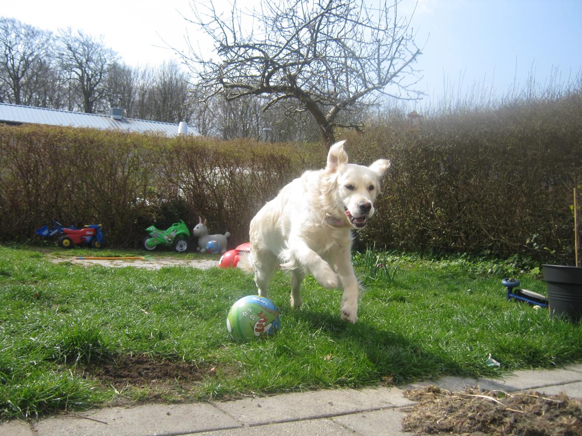 Golden retriever Penelope billede 8