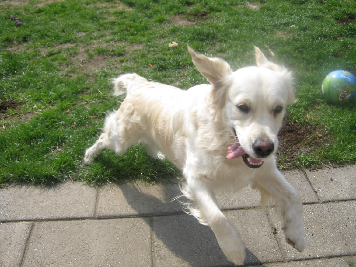 Golden retriever Penelope billede 10