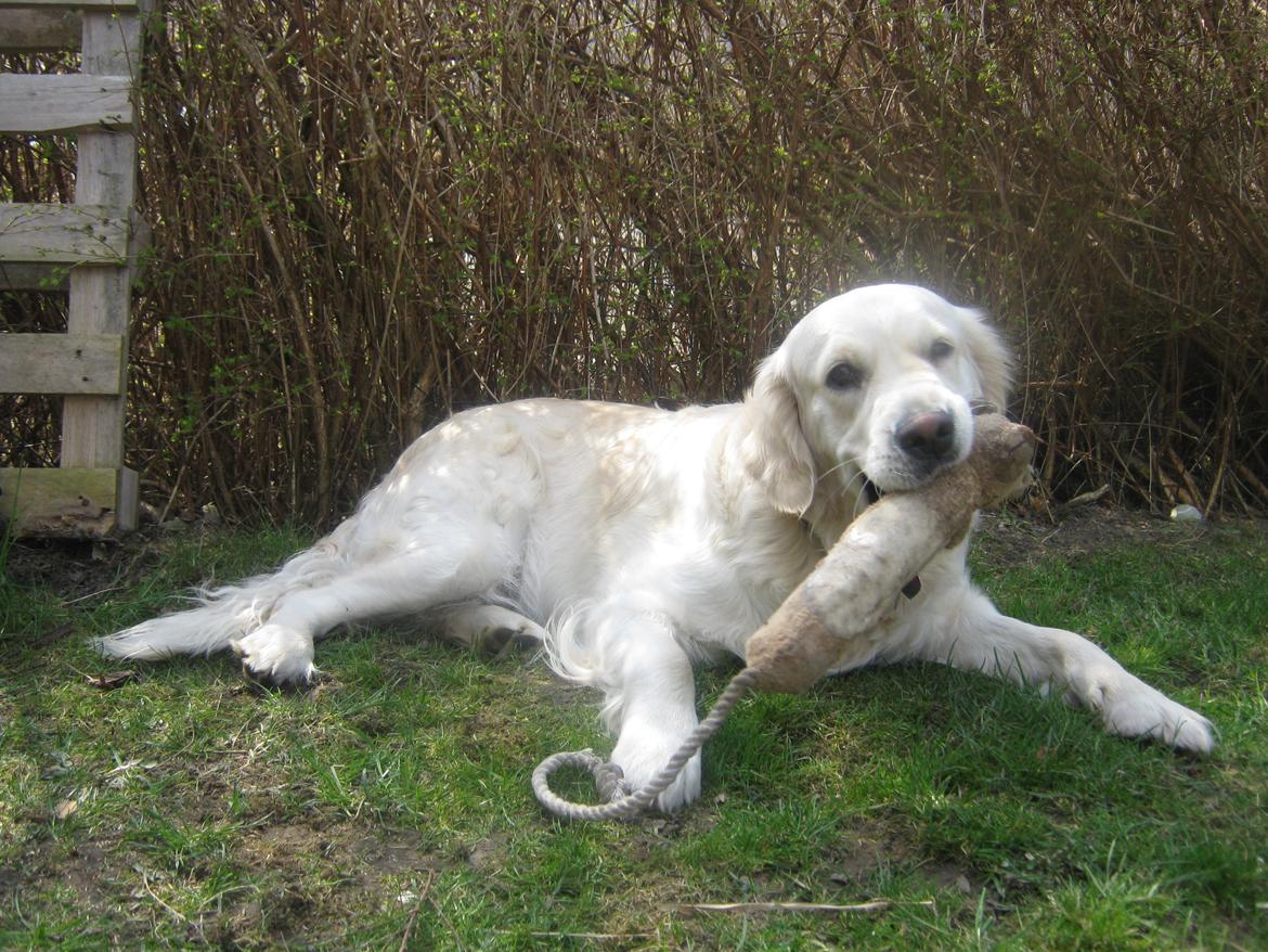 Golden retriever Penelope billede 11