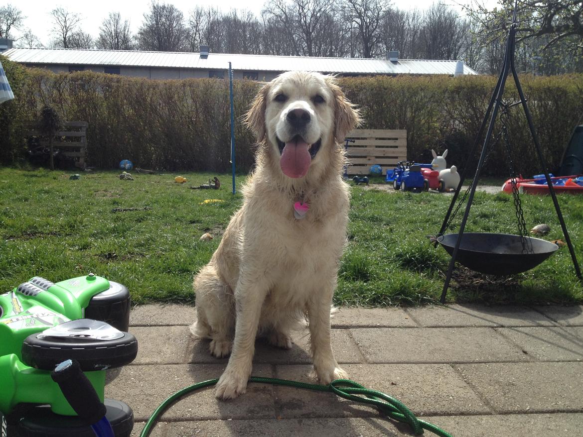 Golden retriever Penelope billede 12
