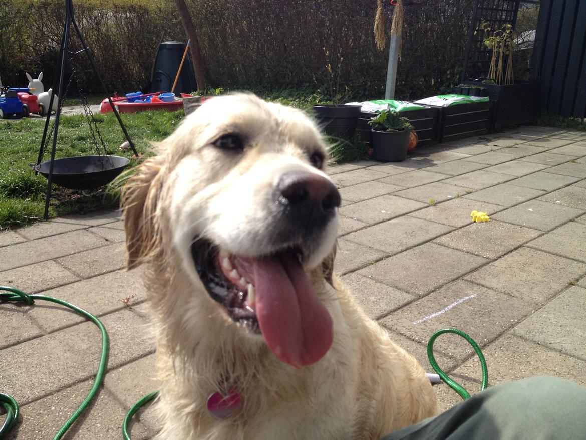 Golden retriever Penelope billede 13