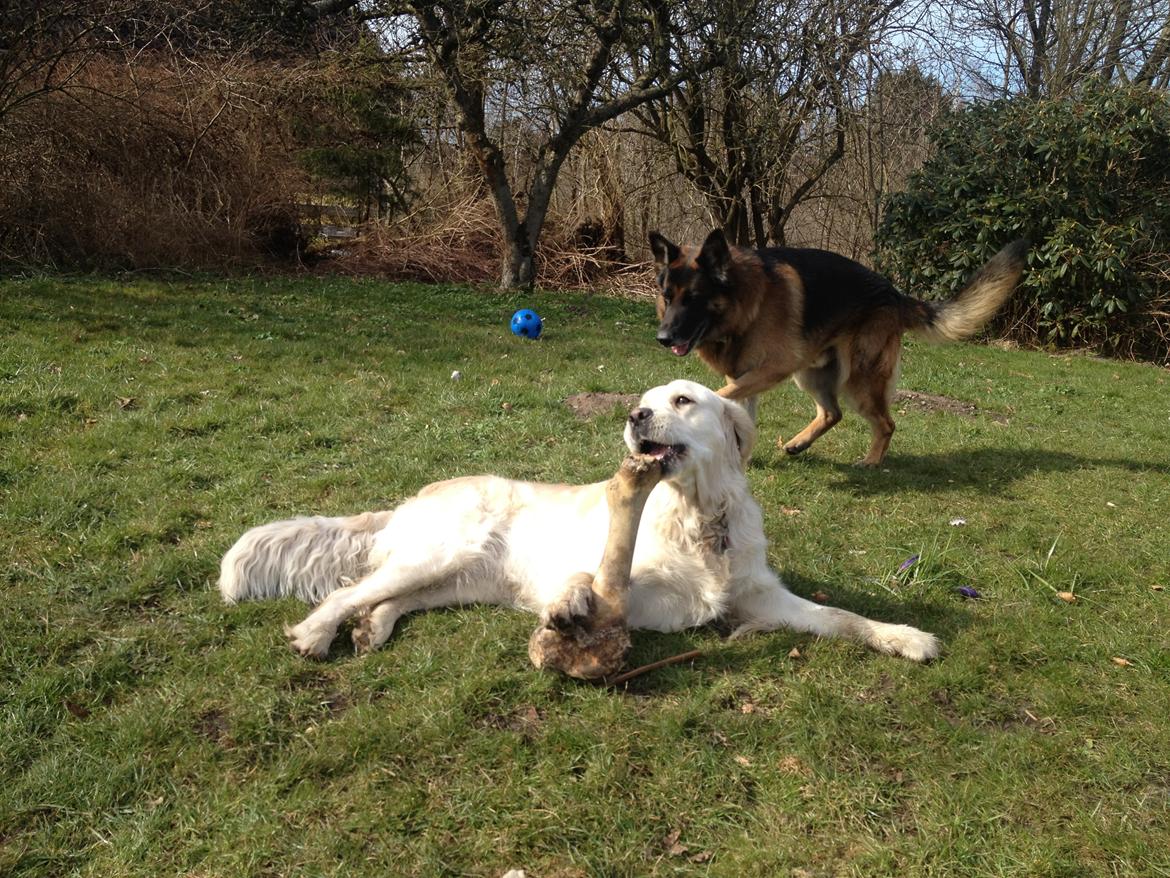 Golden retriever Penelope billede 14