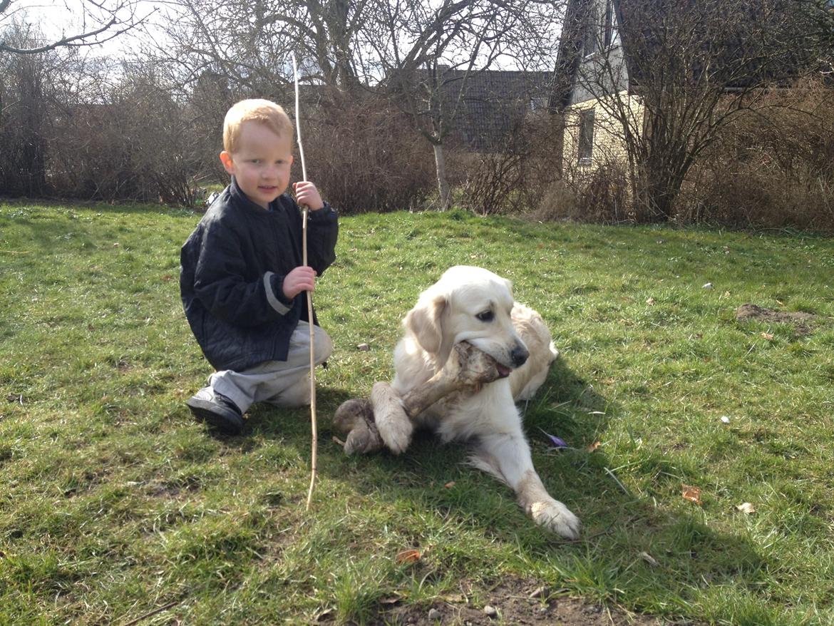 Golden retriever Penelope billede 15