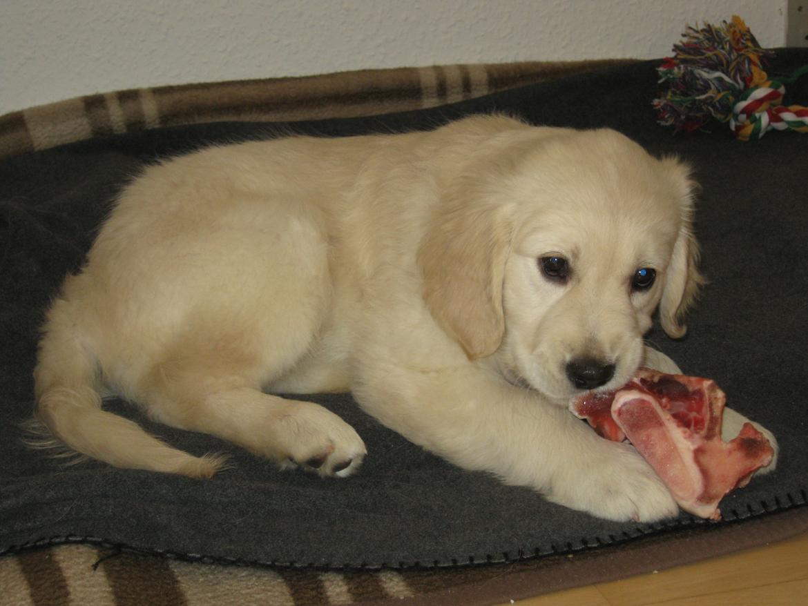 Golden retriever Penelope billede 18