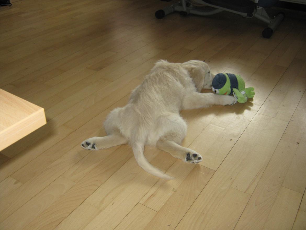 Golden retriever Penelope billede 20