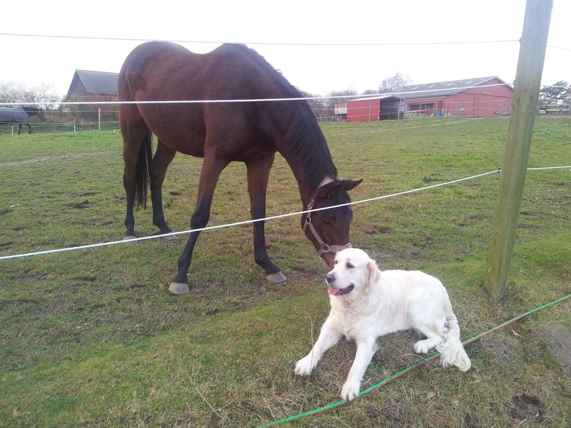 Golden retriever Penelope billede 16