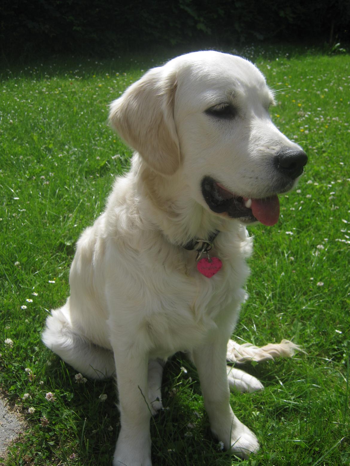 Golden retriever Penelope billede 17