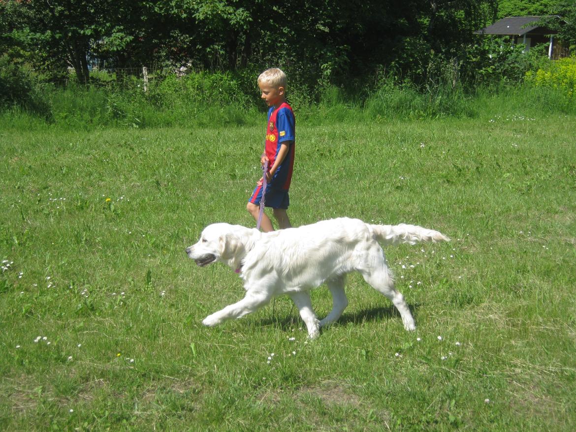 Golden retriever Penelope billede 19