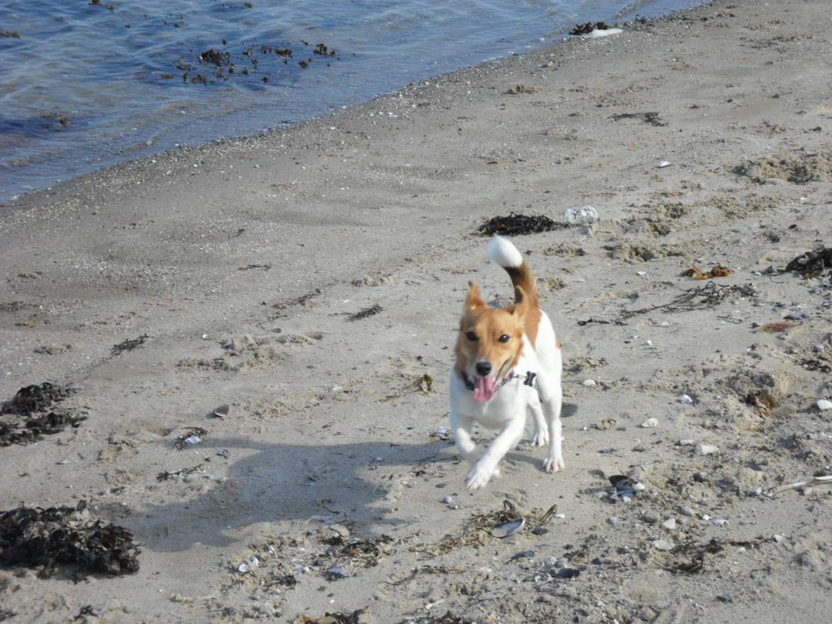 Jack russell terrier Ti-amo billede 17