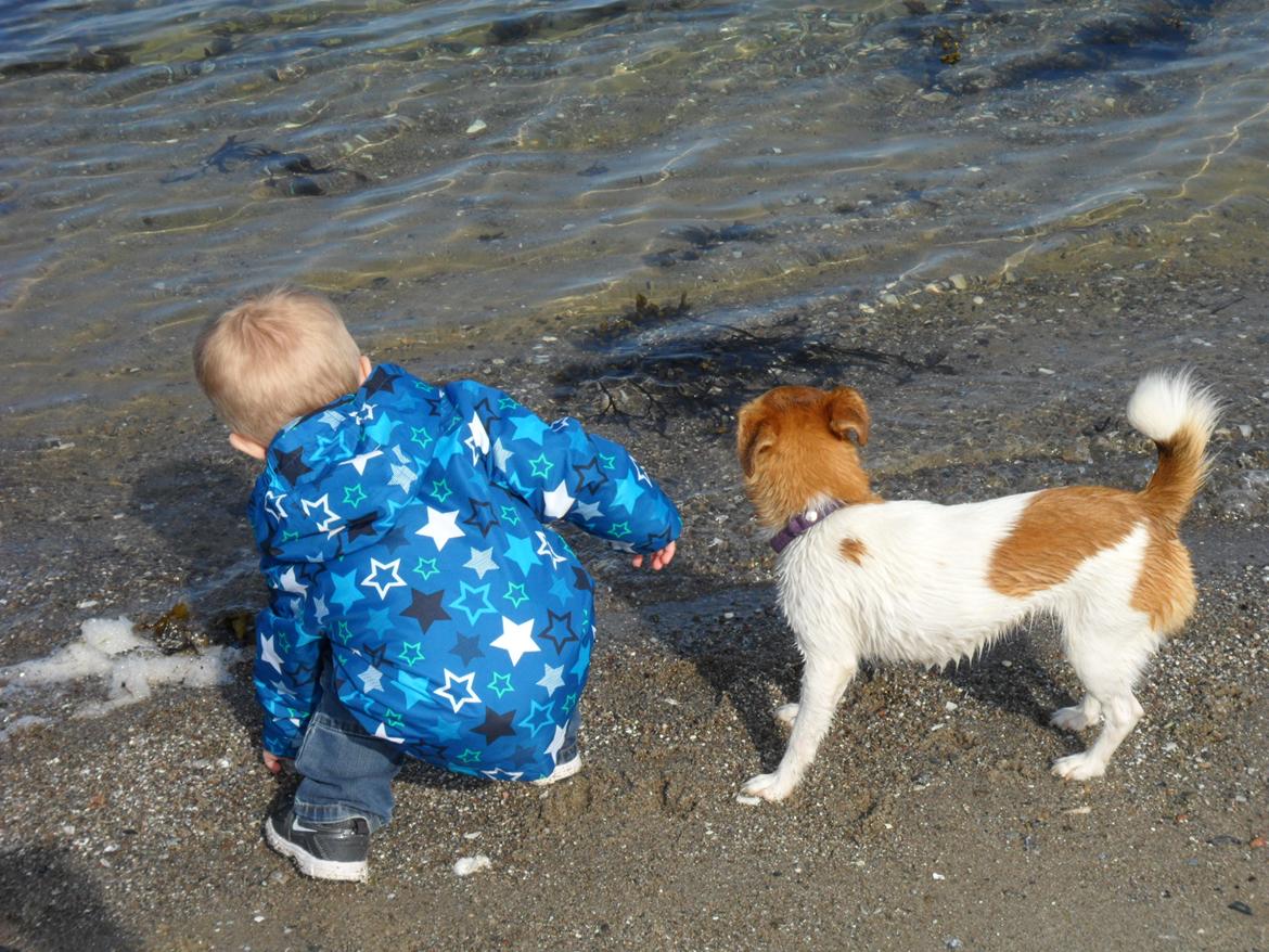 Jack russell terrier Ti-amo - Max og Tiamo. April 2012 billede 18
