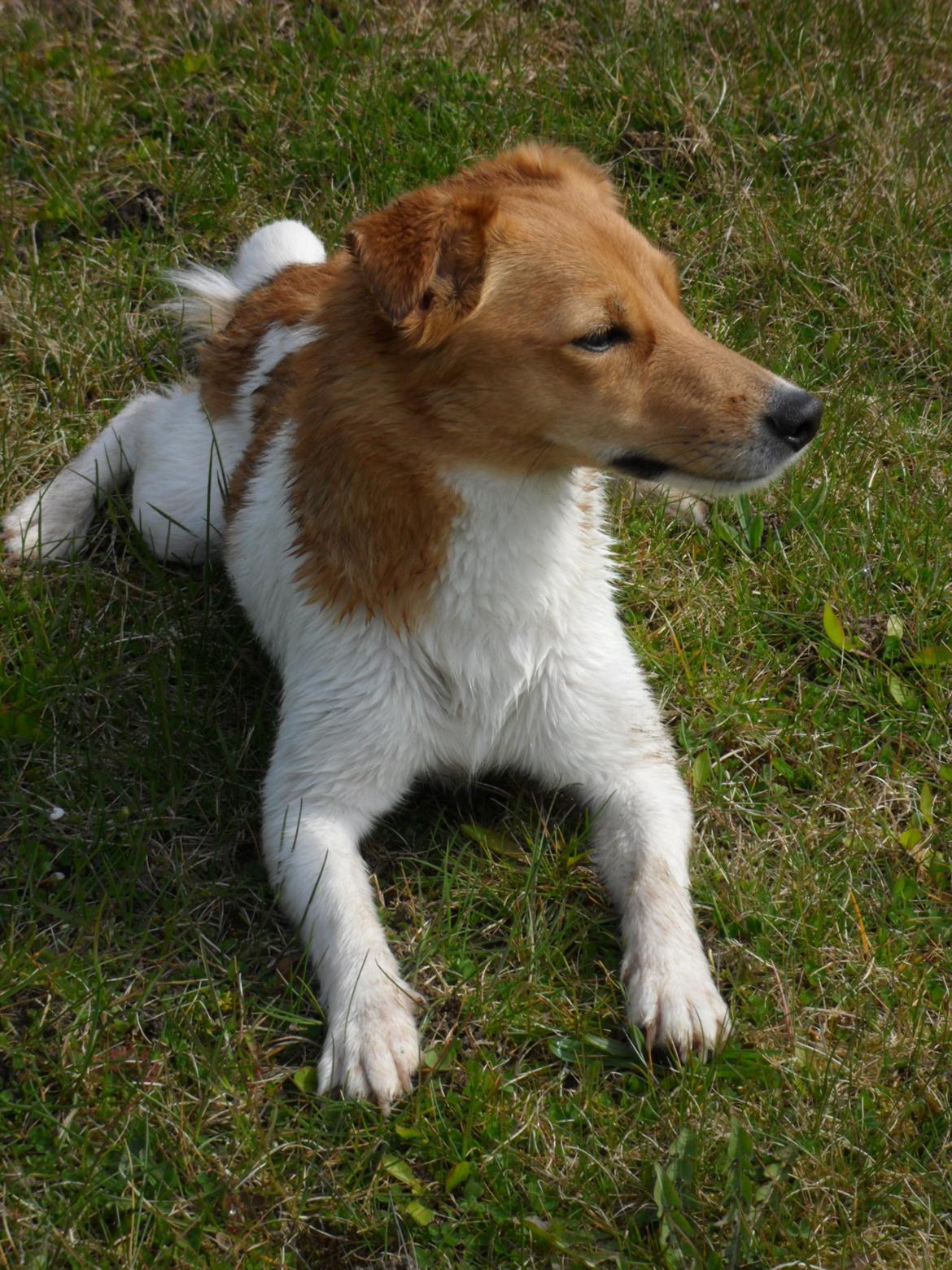 Jack russell terrier Ti-amo - Smukke prinsesse<3 april 2012 billede 19