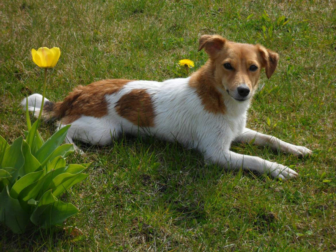 Jack russell terrier Ti-amo - April 2012 billede 20
